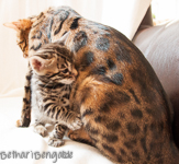 Bengal Kitten braun